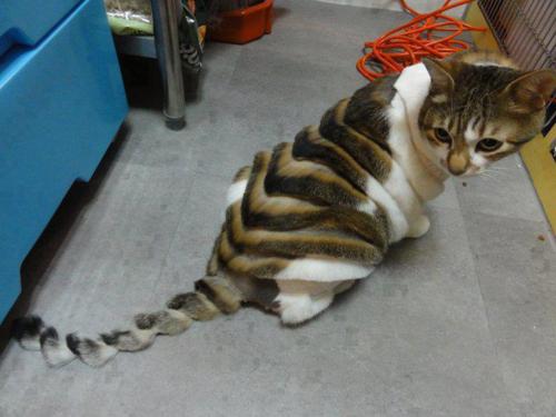 cat fur design