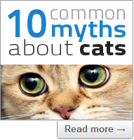 10 common myths about cats